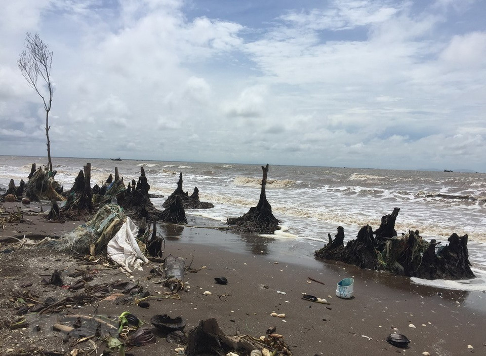La erosión costera amenaza seguridad de diques marítimos en provincia survietnamita de Tien Giang (Fuente:VNA)