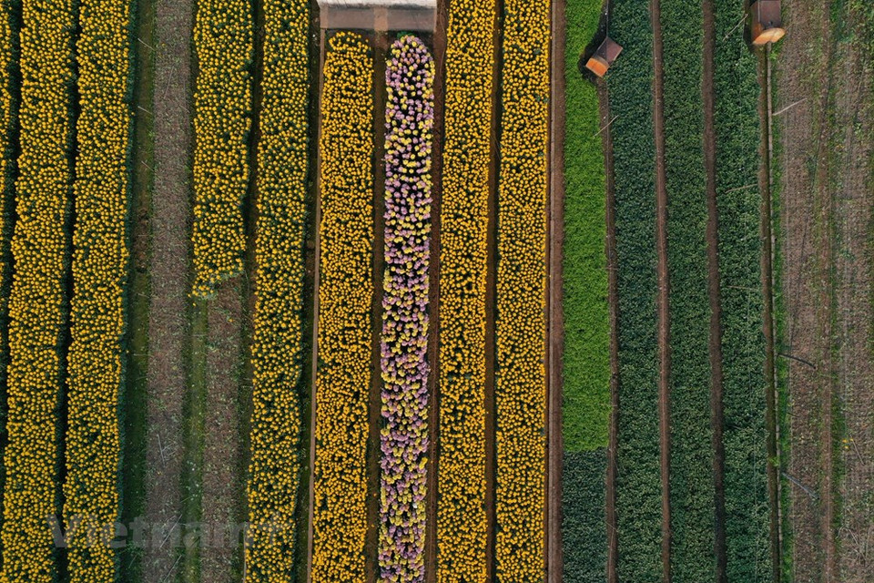 Además de las flores ordinarias, la gente local también ha elegido flores de alto valor económico para satisfacer las diversas necesidades del mercado. En el pasado, los agricultores de Vien Son dependían principalmente del clima para cultivar flores, ahora aplican los avances científicos y técnicos a la producción, para que las flores germinen en el momento deseado. Muchos hogares invierten en sistemas de bombas de agua, lo que contribuye a una alta eficiencia económica y libera la mano de obra. La floricultura ha sido priorizada como parte de reestructuración de los cultivos, creando puestos de trabajo para los pobladores de la localidad (Fuente: Vietnam+) 
