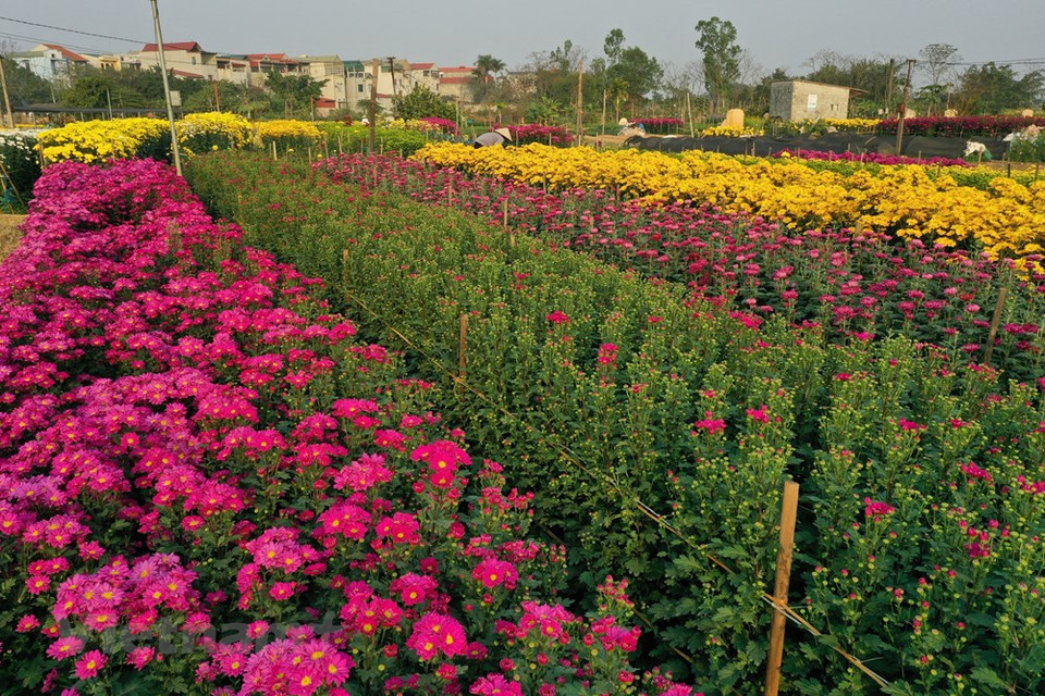 Las flores y plantas ornamentales serán productos clave para impulsar el desarrollo económico de Hanoi, mejorar el medioambiente y acelerar la implementación del programa de construcción de nuevas zonas rurales de la capital, afirmó un funcionario local. Nguyen Van Chi, jefe de la División de Desarrollo Rural de Hanoi, dijo que bajo el programa de la ciudad para aumentar la efectividad de la construcción de nuevas zonas rurales y reestructuración agropecuaria en el período 2021-2025, se espera que la superficie total dedicada al cultivo de flores y plantas ornamentales se incremente a ocho mil 500 y nueve mil hectáreas en los próximos cinco años, respectivamente. Las autoridades locales trabajarán con el Ministerio de Agricultura y Desarrollo Rural y otras localidades para revisar e introducir políticas de apoyo para el sector, mencionó, al subrayar que Hanoi solicitó a las agencias y distritos pertinentes establecer planes al respecto (Fuente: Vietnam+) 