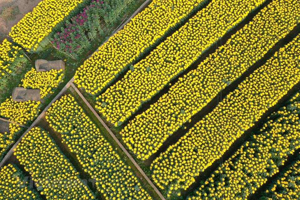 Hanoi también presta más atención a impulsar el vínculo entre la producción y el consumo, ofreciendo políticas de apoyo. Como resultado, las áreas de cultivo de flores y plantas ornamentales en Hanoi aumentaron notablemente de cinco mil 484 hectáreas en 2015 a casi ocho mil hectáreas en 2020. Hasta ahora, el 70 por ciento de las áreas de cultivo de flores y plantas ornamentales en Hanoi se encuentran en los distritos de Bac Tu Liem, Me Linh, Tay Ho, Dan Phuong y Thuong Tin. Con semillas de mayor calidad, técnicas de cultivo y tecnologías avanzadas para regular el uso del agua, la luz y la temperatura, los productores podrían ganar hasta más de 65 mil dólares por hectárea al año. Muchos modelos agrícolas podrían generar de 56 mil a 86 mil dólares por hectárea al año (Fuente: Vietnam+)