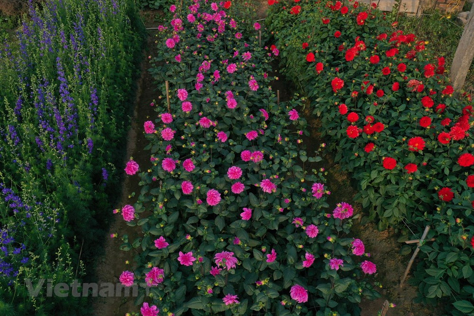 Ha reconocido 11 pueblos artesanales tradicionales de flores y plantas ornamentales, incluido el pueblo de Co Giao; las aldeas de Xam Xuyen y Noi Thon en el distrito de Thuong Tin; los pueblos de Ha Loi, Lieu Tri, Dai Bai en el distrito de Me Linh; pueblo de Phu Dong en el distrito de Gia Lam, aldea de flores de Tay Tuu en el distrito de Bac Tu Liem, pueblo de cultivo de kumquat en la comuna de Tam Xa del distrito de Dong Anh, así como los pueblos de flores de Nhat Tan y de kumquat de Tu Lien en el distrito de Tay Ho (Fuente: Vietnam+) 