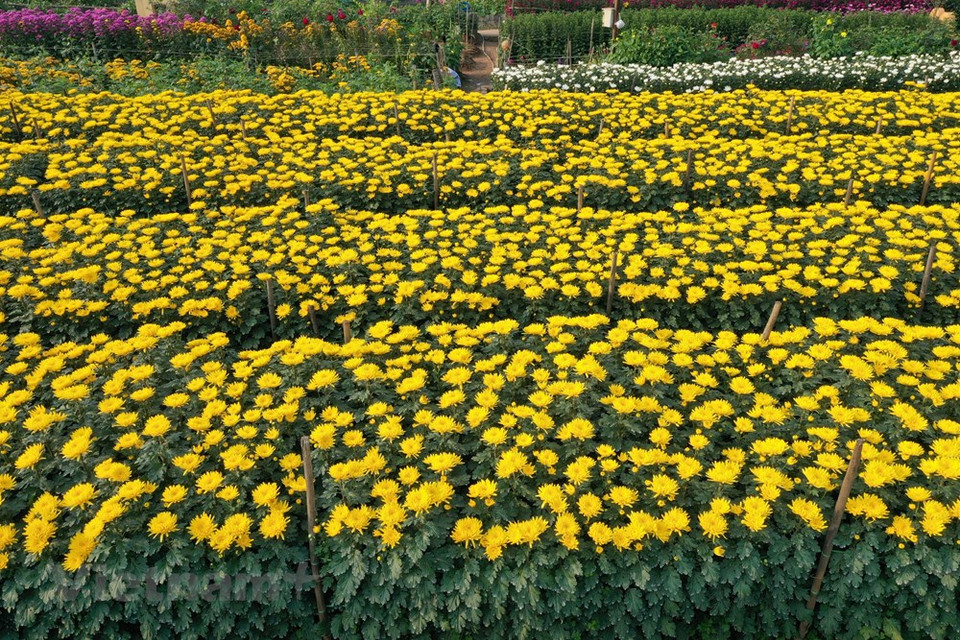 Hanoi exige a las agencias y distritos pertinentes que adopten planes y organizaran recursos para impulsar su industria de flores y plantas ornamentales. “Las flores y las plantas ornamentales serán productos clave para impulsar el desarrollo económico local, mejorar el medioambiente y acelerar la implementación del nuevo programa de construcción de áreas rurales de nuevo tipo”, dijo Van Chi. Las asociaciones de cultivadores de flores y plantas ornamentales están llamadas a coordinar con las agencias de gestión del Estado para evaluar el precio de las flores ornamentales, desarrollar códigos de área de plantación, trazabilidad del origen y establecer un mapa digital de flores ornamentales que ayudaría a aumentar la transparencia de la información, la gestión gubernamental y la supervisión (Fuente: Vietnam+)