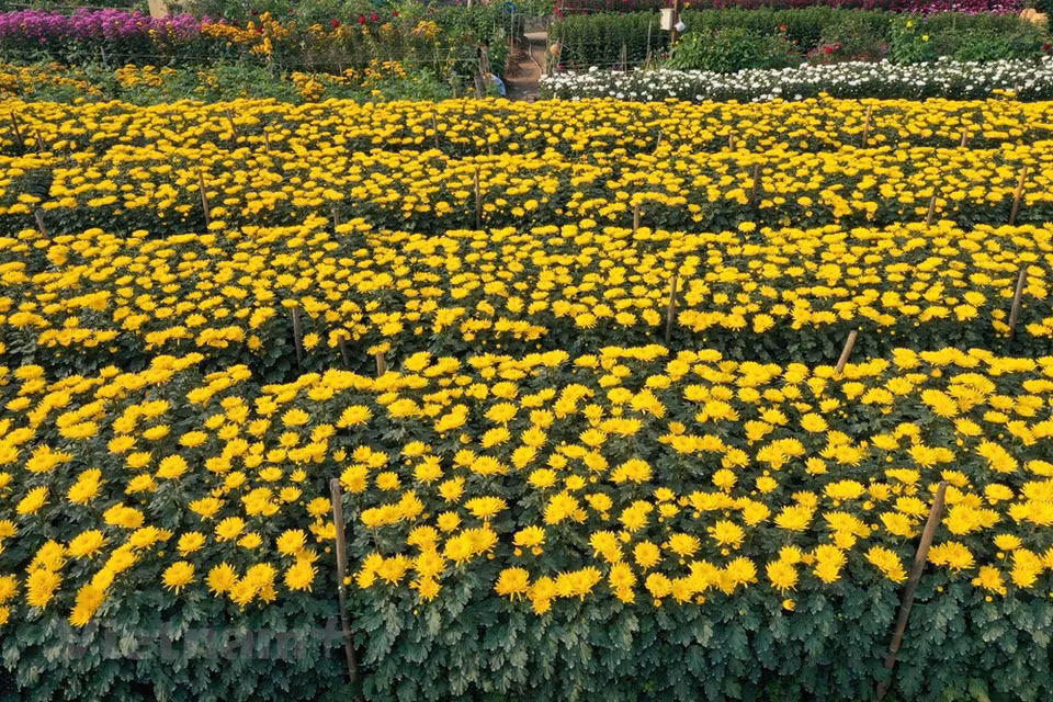 Hanoi exige a las agencias y distritos pertinentes que adopten planes y organizaran recursos para impulsar su industria de flores y plantas ornamentales. “Las flores y las plantas ornamentales serán productos clave para impulsar el desarrollo económico local, mejorar el medioambiente y acelerar la implementación del nuevo programa de construcción de áreas rurales de nuevo tipo”, dijo Van Chi. Las asociaciones de cultivadores de flores y plantas ornamentales están llamadas a coordinar con las agencias de gestión del Estado para evaluar el precio de las flores ornamentales, desarrollar códigos de área de plantación, trazabilidad del origen y establecer un mapa digital de flores ornamentales que ayudaría a aumentar la transparencia de la información, la gestión gubernamental y la supervisión (Fuente: Vietnam+)