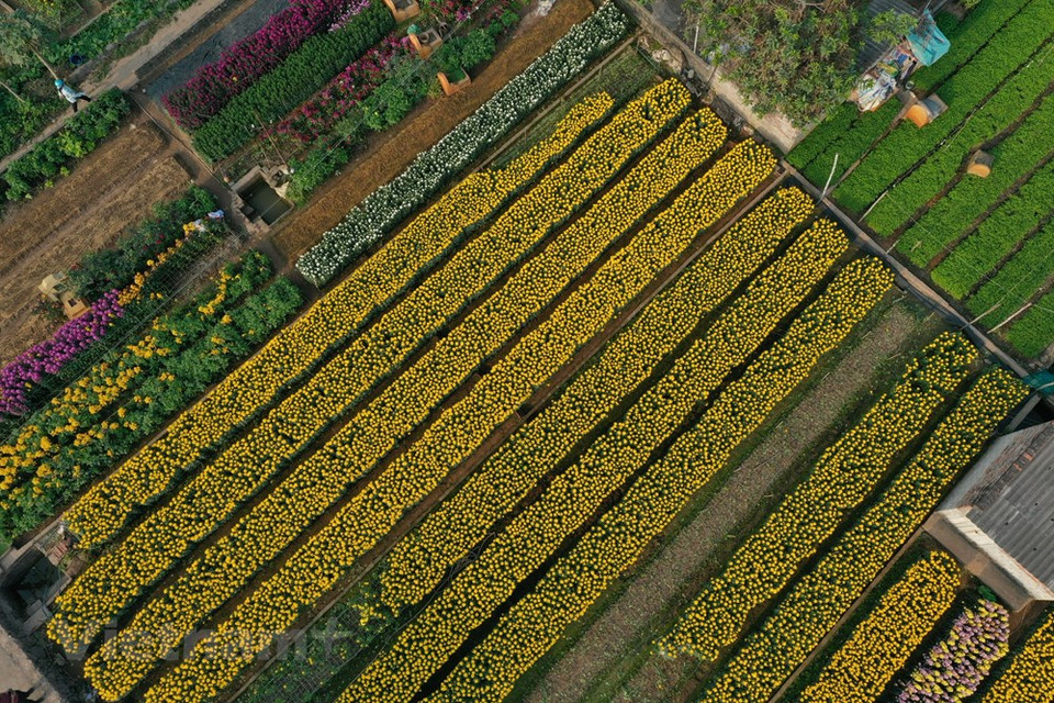 En la cosecha de flores de Año Nuevo Lunar (Tet), después de deducir los gastos, cada hogar puede obtener miles de dólares en ganancias. Ha llegado una nueva primavera al pueblo de Vien Son. La transformación de los cultivos ha abierto una nueva senda de desarrollo para la economía y la sociedad locales. Los agricultores ahora se convierten en expertos, dominan la tecnología y las técnicas en sus campos y se enriquecen en su propia tierra. Las flores y las plantas ornamentales no solo protegen el medioambiente, sino que también ayudan a aumentar los ingresos de las personas, fomentan el desarrollo de áreas rurales de nuevo estilo y el crecimiento urbano en Hanoi (Fuente: Vietnam+)