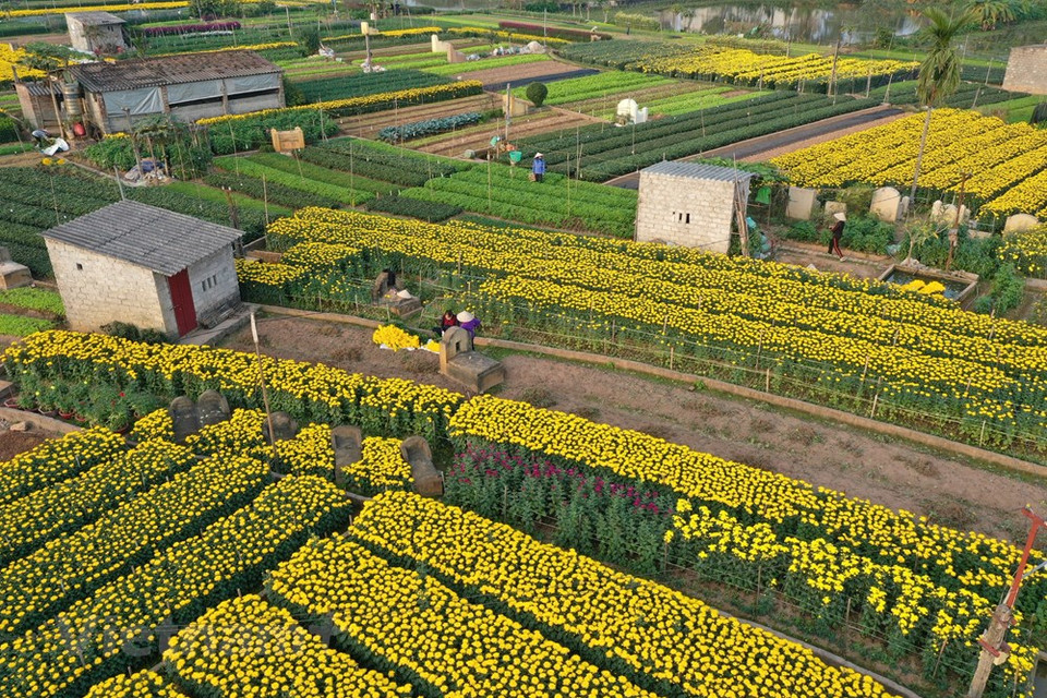 Durante los últimos diez años, bajo el nuevo programa de construcción de áreas rurales, el aspecto rural de la capital ha cambiado notablemente con una infraestructura mejorada tanto para la producción como para la vida diaria de las personas. También han aumentado los ingresos de las personas que viven en zonas rurales. En particular, en muchas áreas rurales de la urbe, el paisaje ambiental se ha mejorado significativamente con macizos de flores, calles arboladas y murales, que ayudan a que el campo sea más atractivo y crean destinos turísticos para que la gente los visite y disfrute. Para desarrollar la economía rural, además de desarrollar cultivos y ganado para satisfacer las necesidades diarias de la gente, Hanoi también prioriza las flores y plantas ornamentales como productos agrícolas clave (Fuente: Vietnam+)