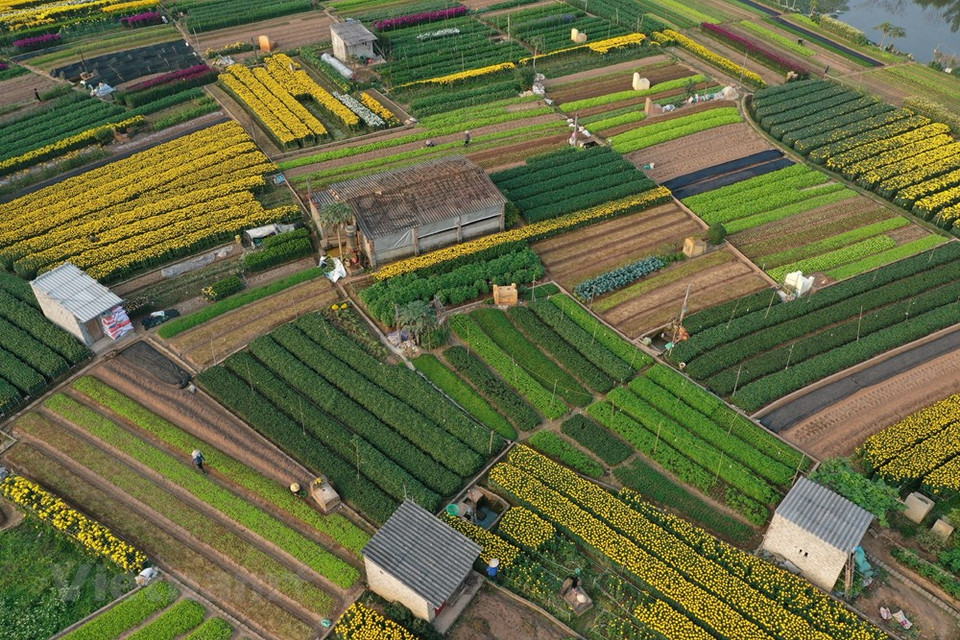 El pueblo-jardín de Vien Son, en el municipio de Son Tay, en Hanoi constituye la localidad con la mayor superficie concentrada de cultivo de flores, al poseer más de cinco hectáreas para este fin. La profesión de plantar flores de melocotones en el pueblo de Vien Son existe desde hace mucho tiempo. Al principio, solo unos pocos hogares plantaron crisantemos y gerberas para vender en el día de plenilunio y el primer día del mes lunar, pero ahora participado alrededor de 80 familias. Solo para la temporada de flores del Año Nuevo Lunar (Tet), los jardineros locales han plantado esta vez diversas variedades de hermosas flores, entre ellas, lirios, chrysanthemum morifolium, tagetes erecta, dalias (Fuente: Vietnam+)