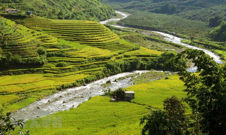 Cuando el clima otoñal irrumpe, entre finales de agosto y principios de septiembre, también es el momento en que los campos en terrazas en la comuna fronteriza de Si Lo Lau, en el distrito de Phong Tho, de la provincia norvietnamita de Lai Chau, se vuelven amarillos (Foto: VNA)