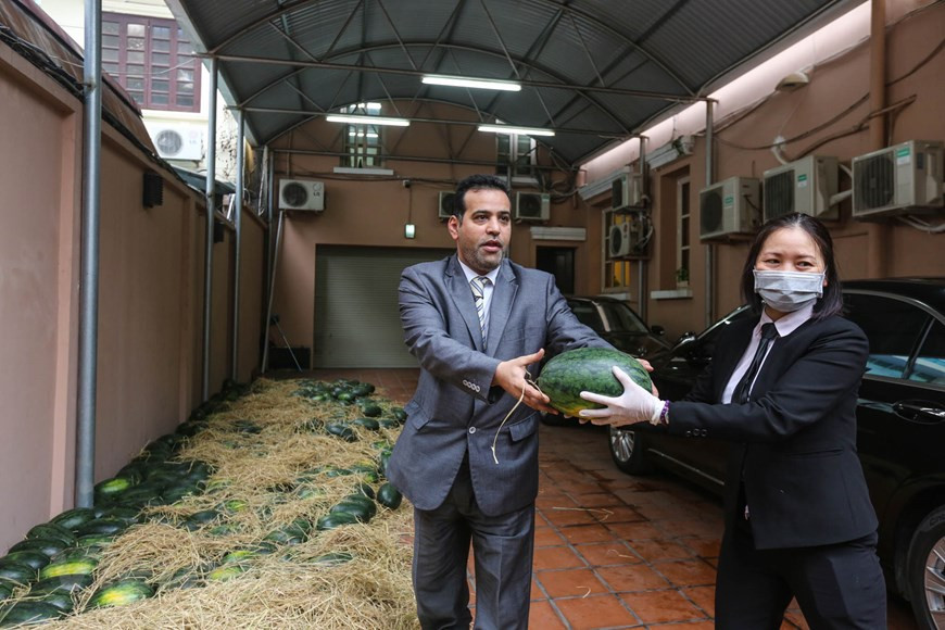 Nguyen Thi Thu Ha, secretaria de la Embajada, informó que la misión diplomática decidió realizar esa actividad para respaldar a los cultivadores vietnamitas. Sandía es una fruta grande (normalmente más de cuatro kilogramos), pepónide, carnoso y jugoso (más del 90 por ciento es agua), casi esférico, de textura lisa y sin porosidades, de color verde en dos o más tonos. La pulpa es de color rojo —por el antioxidante licopeno, también presente en los tomates— y de carne de sabor generalmente dulce (más raramente amarilla y amarga). Por esas razones, es muy preferida por los países, entre ellos, China, país vecino de Vietnam (Fuente: V+)