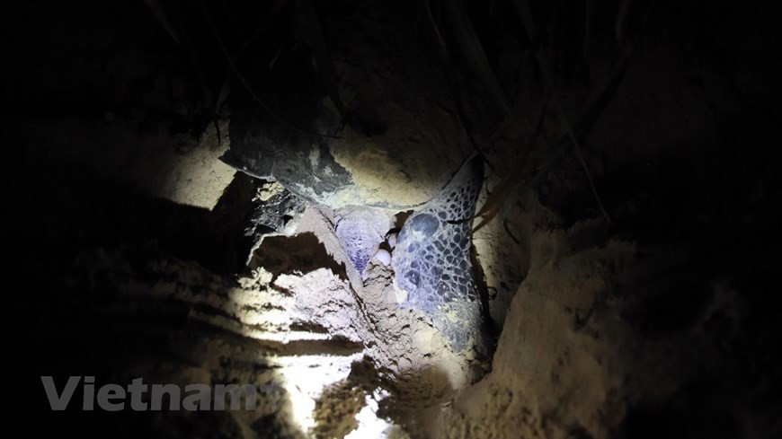 Gracias a una labor sostenida y exitosa, el 31 de enero de 2009, el Parque Nacional Con Dao recibió la certificación del parque nacional en Vietnam que libera la mayor cantidad de tortugas marinas. Sus métodos de investigación y conservación también benefician a otras áreas protegidas en distintas partes del país, incluida la Reserva Marina de Cu Lao Cham, en la provincia central de Quang Nam. El Parque colabora con Con Dao Resort en la implementación entre 2018 y 2020 de medidas para restaurar y preservar la playa de Dat Doc, la cual acoge regularmente a tortugas que vienen a desovar, así como en la organización de cursos de capacitación sobre la protección de esas criaturas marinas. (Foto: Vietnamplus)