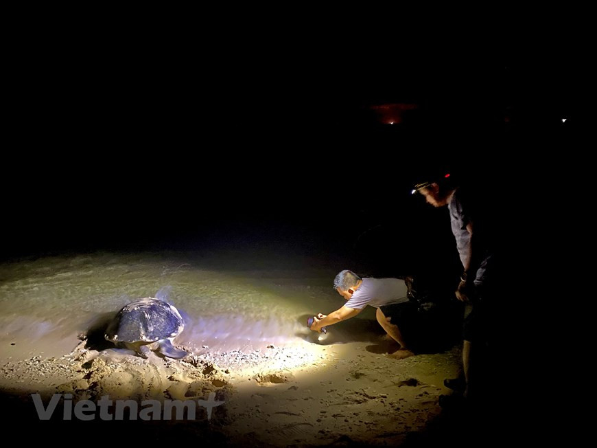 Las tortugas marinas son una especie de vida silvestre particularmente rara que debe conservarse en todo el mundo, con una tasa de supervivencia de una entre mil. Por tal motivo, la isla de Bay Canh, donde esas criaturas vienen a poner sus huevos, está estrictamente protegida con fines investigativos sobre la preservación y el desarrollo de la biodiversidad marina en el Parque Nacional de Con Dao. A los visitantes se les solicitan que cumplan estrictamente con las normas cuando se unan al recorrido para ver las tortugas. El número de visitantes dentro de un grupo no puede sobrepasar los 24. Deben obtener un permiso (válido por 24 horas), restringir mínimamente el equipo de iluminación fuerte (como linternas y flashes de cámaras) y cumplir con algunas reglas generales. (Foto: Vietnamplus)