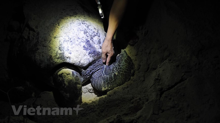 Por razones de protección y cuidado de la especie, casi todas las tortugas están identificadas con un chip y el Comité de Gestión del Parque Nacional de Con Dao registra los datos de cada una de ellas: peso, estado de salud o número de huevos. Cada año, más de 400 ejemplares vienen a desovar en el Parque, y aquí nacen más de 150 mil tortuguitas que son liberadas en el mar. Por ese motivo, las playas de Con Dao se consideran un santuario de anidación para las tortugas verdes (Chelonia mydas). Desde 1994, el Comité de Gestión del Parque Nacional Con Dao ha implementando un proyecto de protección de tortugas marinas, con el fin de estudiar sus características de reproducción y multiplicar los modelos de protección efectivos. (Foto: Vietnamplus)