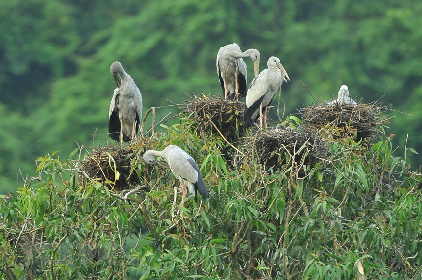 La belleza de las aves en este lugar impresiona a los visitantes (Fuente: VNA)