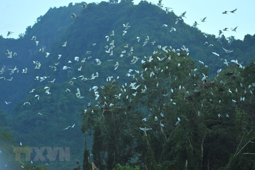 Cuando cae la puesta de sol, varias bandadas de aves regresan a sus nidos luego de un día agotador por la búsqueda de alimento (Fuente: VNA)