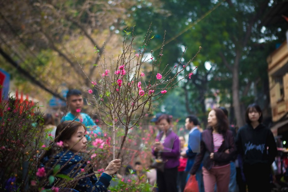 Se venden muchos árboles de melocotón en la calle Hang Luoc, en el casco antiguo (Fuente: VNA)