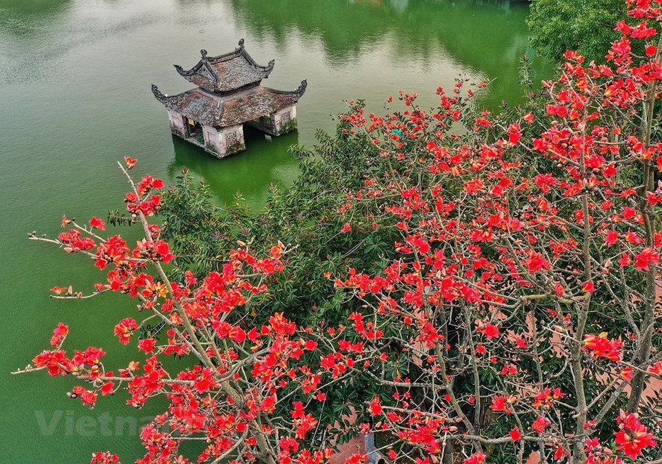 La belleza de un rincón de la pagoda Thay en la comuna de Sai Son del distrito capitalino de Quoc Oai se considera como una hermosa pintura de acuarela, en la cual hay corrientes de agua azul reflejando el techo curvo del antiguo puente y los árboles de mango y Bombax Ceiba con flores rojos brillantes. La pagoda Tay fue construida en el siglo XI durante el reinado del emperador Nhan Tong de la dinastía Ly. Se trata de una de las pagodas budistas más antiguas de Vietnam y un centro de peregrinaje durante el Tet (Año Nuevo Lunar). Como las pagodas de Tay Phuong y Huong (Perfume), este sitio siempre atrae una gran cantidad de visitantes durante los días festivos. (Foto: Vietnam+)