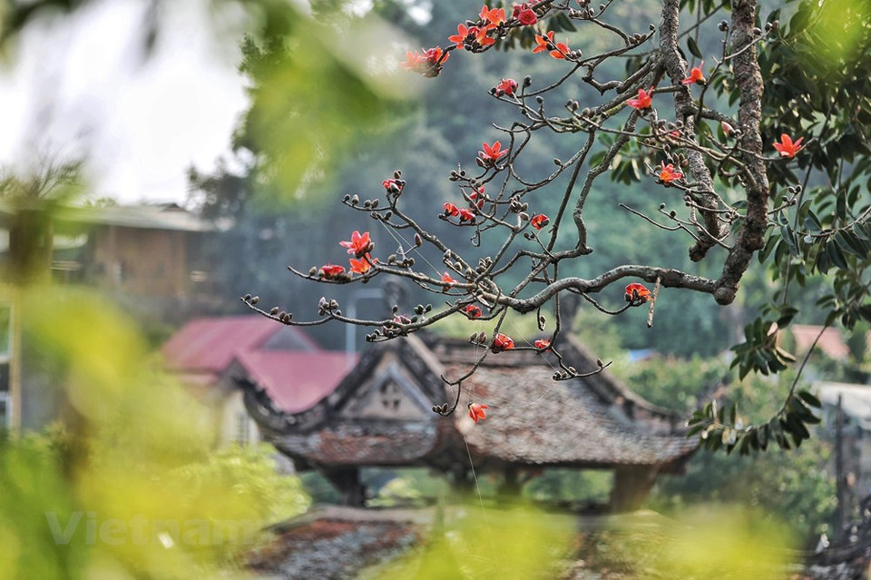 Las flores Bombax Ceiba rojas brillantes embellecen y adornan el espacio tranquilo de la pagoda antigua. Durante la temporada de su floración, todas las hojas de la planta se caen, mientras las flores con cinco pétalos resaltan al máximo. La Bombax Ceiba también es un árbol de clima tropical, que posee un tronco recto y esbelto. Cuando se abren las cáscaras de los frutos poseen fibras parecidas al algodón. Su tronco tiene espinas como defensa ante los ataques de los animales. Aunque su tronco a primera vista parece bueno como fuente de madera, esta resulta demasiado blanda para esa finalidad. El algodón en las cáscaras se usaba como un sustituto del verdadero algodón. (Foto: Vietnam+)