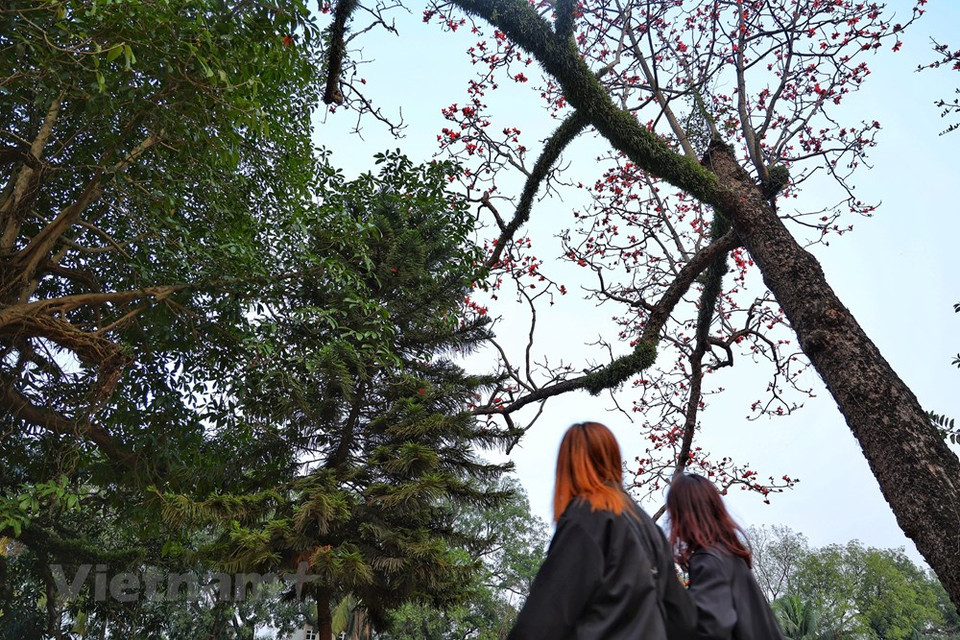 Cualquiera que pase por allí también debe mirar el rojo brillante de las flores Bombax Ceiba, también llamada algodonero rojo. Estas flores brotan frente al patio de la antigua pagoda Thay, la cual fue construida en el siglo XI durante el reinado del emperador Nhan Tong de la dinastía Ly. Las flores de la Bombax Ceiba, también llamada algodonero rojo, embellecen y adornan el espacio tranquilo de la pagoda. Durante su temporada floración, todas las hojas de la planta se caen, mientras las flores con cinco pétalos rezuman su belleza al máximo. La Bombax Ceiba es un árbol de clima tropical, que posee un tronco recto y esbelto. (Foto: Vietnam+)