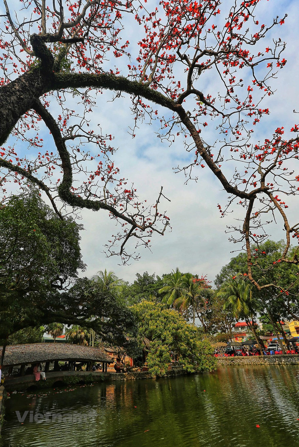 La floración de la Bombax Ceiba, también llamada algodonero rojo, simboliza el fin de la estación del frío en el norte de Vietnam. Las aldeas del país indochino se tiñen de color rojo en marzo con estas flores. Durante la temporada de floración, todas las hojas de la planta se caen, mientras las flores con cinco pétalos rezuman su belleza al máximo. La Bombax Ceiba es un árbol de clima tropical, que posee un tronco recto y esbelto. Cuando se abren las cáscaras de los frutos poseen fibras parecidas al algodón. Su tronco tiene espinas como defensa ante los ataques de los animales. Aunque su tronco a primera vista parece bueno como fuente de madera, esta resulta demasiado blanda para esta finalidad. (Foto: Vietnam+)