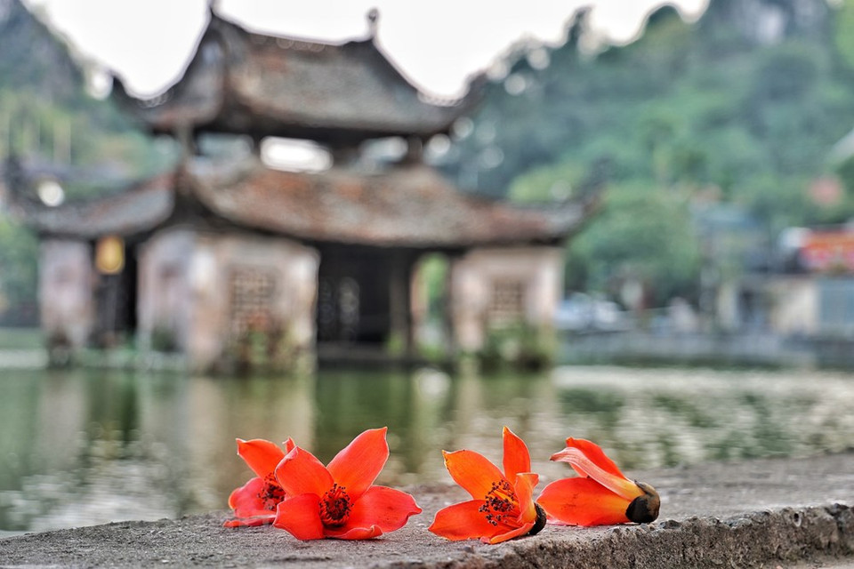 El templo construido en medio del lago se considera como el estilo de arquitectura simbólica de la pagoda Thay, en la comuna de Sai Son del distrito capitalino de Quoc Oai. Durante los festivales, este lugar se convierte en escenario de artistas de marionetas de agua. La pagoda Tay fue construida en el siglo XI durante el reinado del emperador Nhan Tong de la dinastía Ly. Se trata de una de las pagodas budistas más antiguas de Vietnam y un centro de peregrinaje durante el Tet (Año Nuevo Lunar). Como las pagodas de Tay Phuong y Huong (Perfume), este sitio siempre atrae gran cantidad de visitantes durante los días festivos. A principios de marzo, los visitantes pueden admirar la belleza de las flores de la Bombax Ceiba roja al llegar a este lugar. (Foto: Vietnam+)