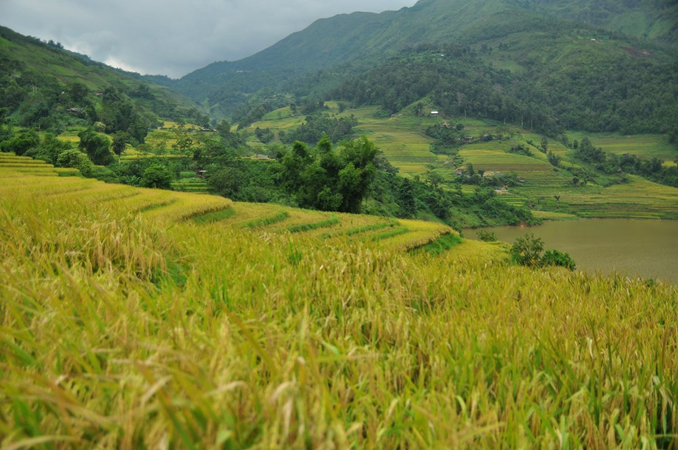 Y Ty se cree que es más bonito en la temporada de cosecha de arroz, entre septiembre y octubre (Fuente: VNA)