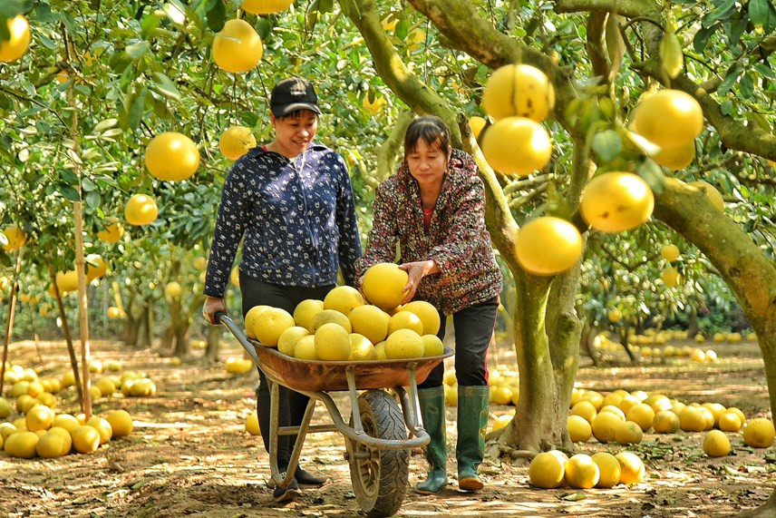 Lo más viejo: el árbol, lo más rico: la fruta que produce