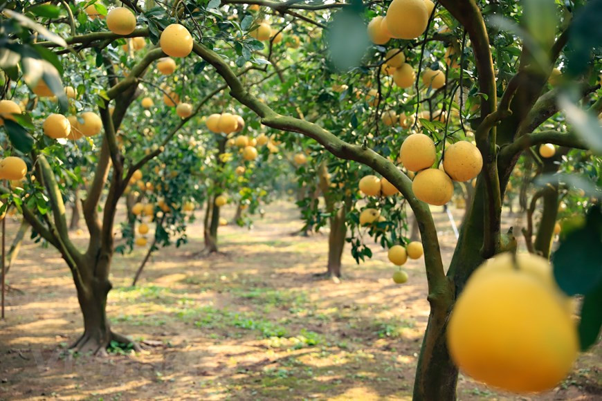 Pomelo de Dien es una especie famosa de la comuna de Phu Dien. Tiene una forma pequeña con un sabor dulce que le agrada a muchas personas. 