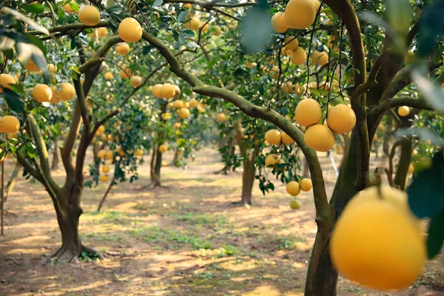 Pomelo de Dien es una especie famosa de la comuna de Phu Dien. Tiene una forma pequeña con un sabor dulce que le agrada a muchas personas. 