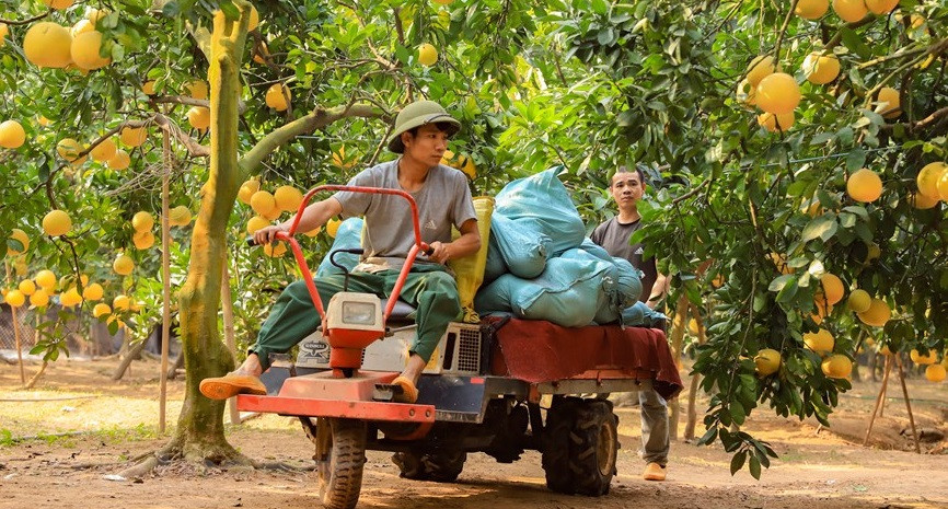 En 2023, el rendimiento del pomelo es mejor al del año pasado