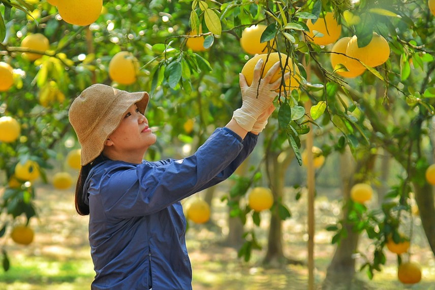 No hace falta echar mucha agua a los árboles de pomelo Dien. Mientras más seco el clima, producirá pomelos más dulces. 