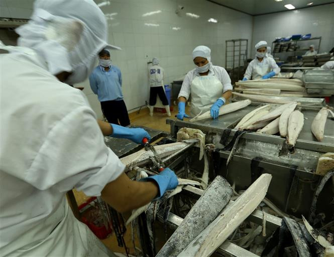 Procesamiento de atún para la exportación (Fuente: VNA)