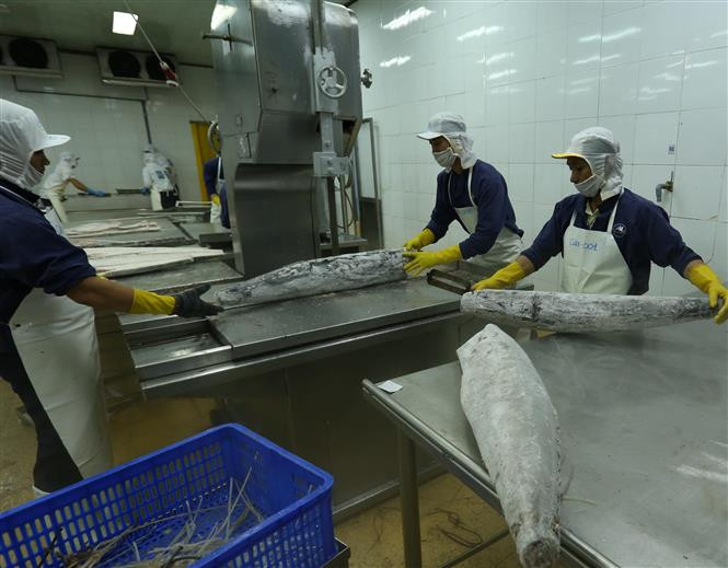 Procesamiento de atún para la exportación (Fuente: VNA)
