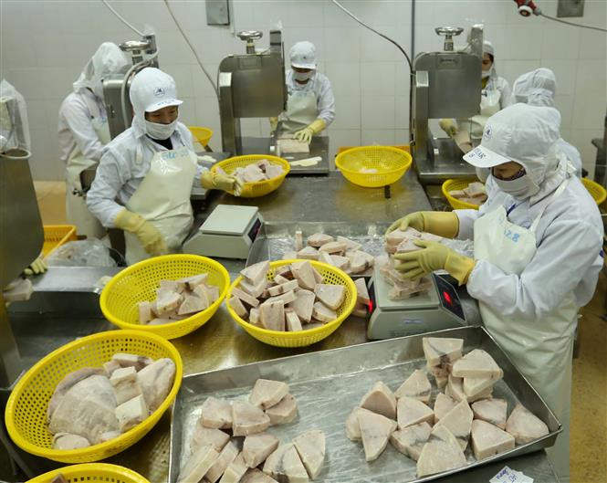 Procesamiento de atún para la exportación (Fuente: VNA)