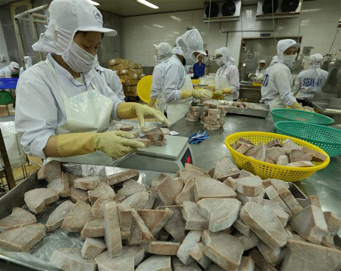Procesamiento de atún para la exportación (Fuente: VNA)