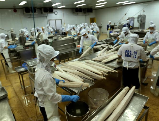 Procesamiento de atún para la exportación (Fuente: VNA)