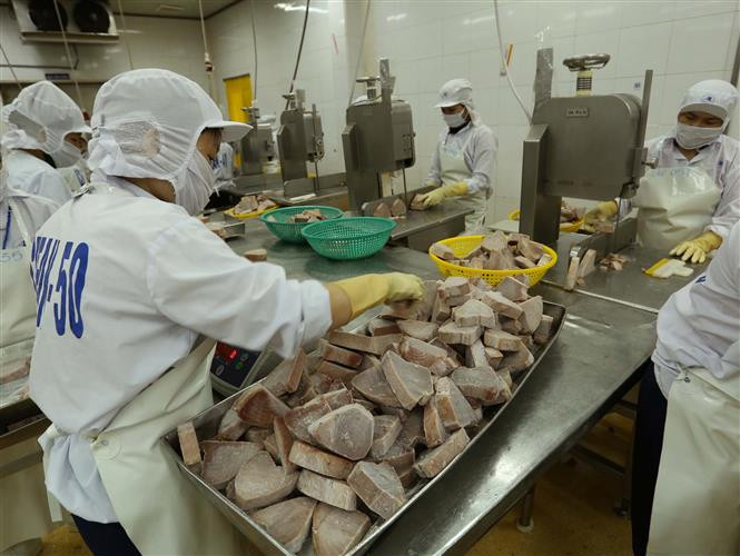 Procesamiento de atún para la exportación (Fuente: VNA)