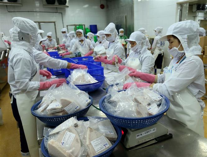 Procesamiento de atún para la exportación (Fuente: VNA)