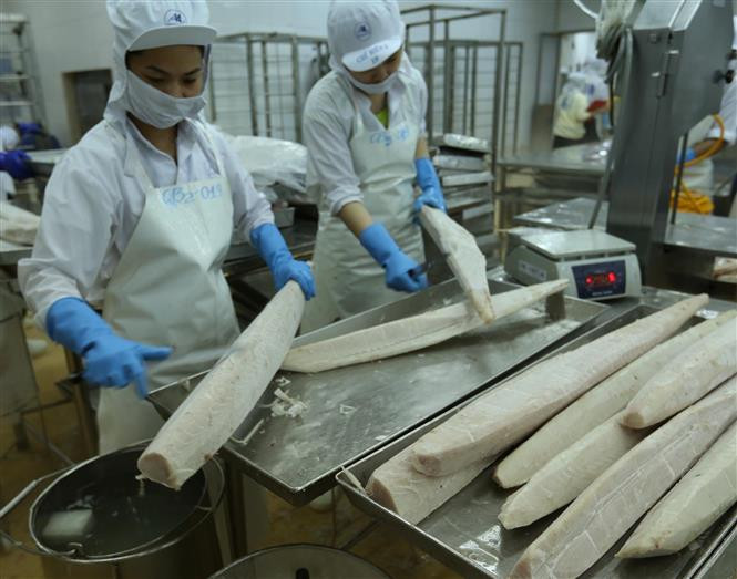 Procesamiento de atún para la exportación (Fuente: VNA)
