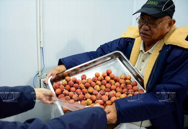 Nhập mô tả cho ảnhRobert Guillermo, funcionario del Servicio de Inspección de Salud de Plantas y Animales del Departamento de Agricultura de Estados Unidos, empaca lichis después del proceso de tratamiento de irradiación (Fuente: VNA)