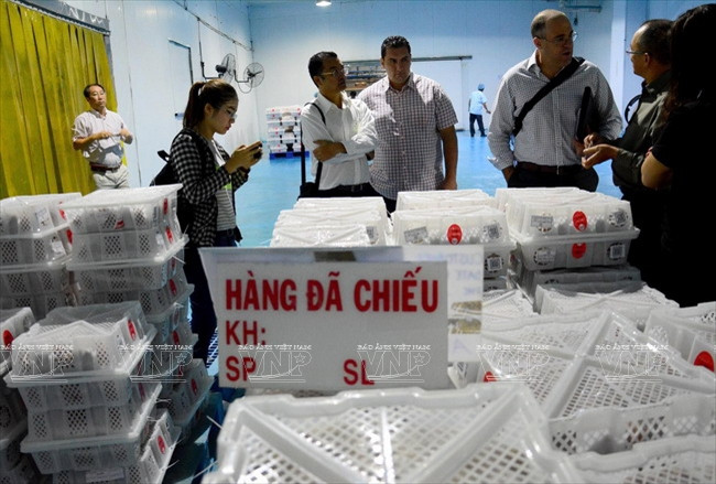  Alex Aexopoulos, representante de la empresa Panasia Fresh, Australia, entidad importadora de lichi vietnamita, manifesta su satisfacción con el proceso de control de la calidad de la fruta en el país indochino (Fuente: VNA)