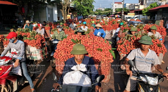 El tramo de 5 km desde el cruce de Kim hasta el centro del municipio de Chu, en la carretera 31, siempre se encuentra repleto de agricultores que transportan lichi a los agentes distribuidores.