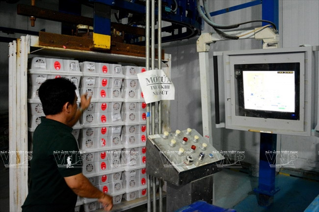 Fijando los sellos de certificación en cada caja de lichi después del proceso de tratamiento de irradiación (Fuente: VNA)