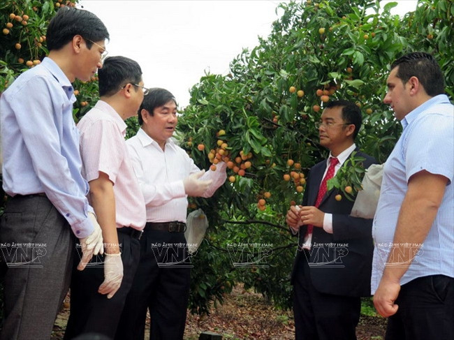 Representantes del Servicio de Inspección de Salud de Plantas y Animales del Departamento de Agricultura de Estados Unidos visitan el área de cultivo de lichi bajo estándares de Global GAP en la comuna de Hong Giang (Fuente: VNA)