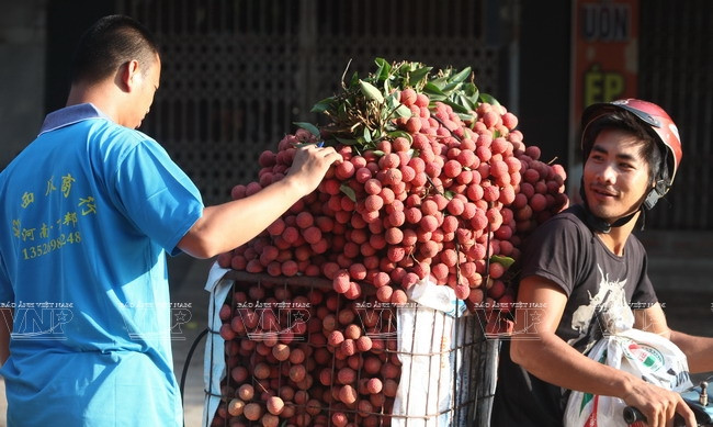 En la temporada de lichi de este año, alrededor de 500 negociantes chinos rubrican contratos con los cultivadores en el distrito de Luc Ngan (Fuente: VNA)