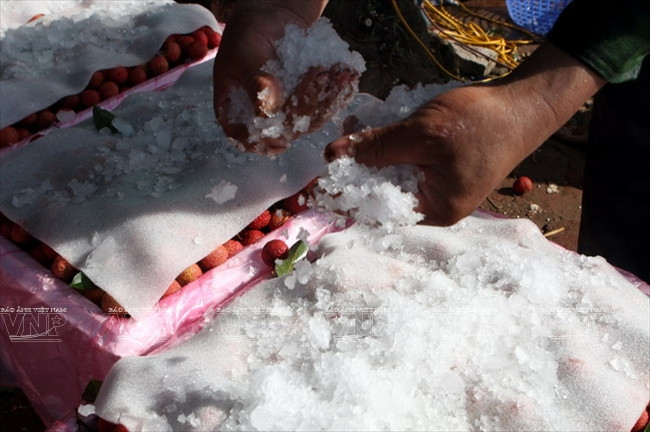  Los residentes de Luc Ngan aplican la tecnología de Israel en la preservación con hielo de lichi, gracias a esta técnica, las frutas pueden mantenerse frescas durante 4-6 semanas (Fuente: VNA)