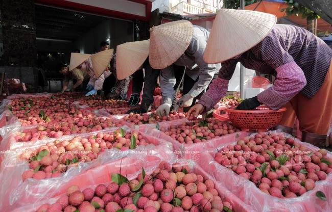 Los lichis son empacados después de ser clasificados y tener cortados sus tallos (Fuente: VNA)