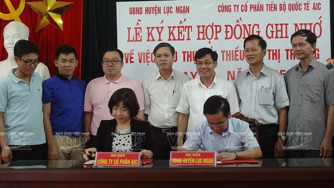 El Comité Popular del distrito de Luc Ngan firmó con la sociedad anónima AIC un acuerdo sobre el suministro de lichis para la exportación (Fuente: VNA)