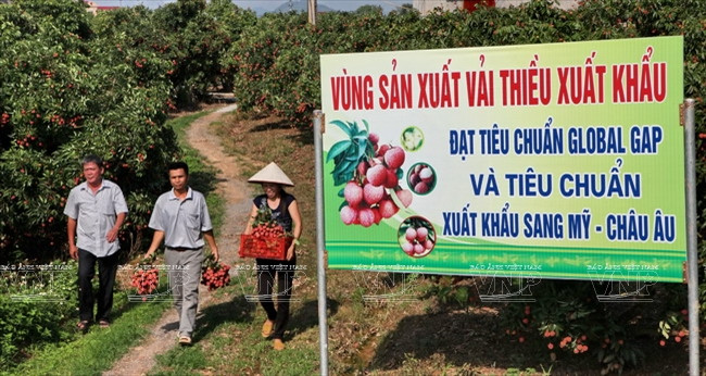  El Comité Popular de Bac Giang planificó una zona de 100 hectáreas para 109 hogares en la comuna de Hong Giang para el cultivo de lichi para la exportación según criterios de Global GAP (Fuente: VNA) 