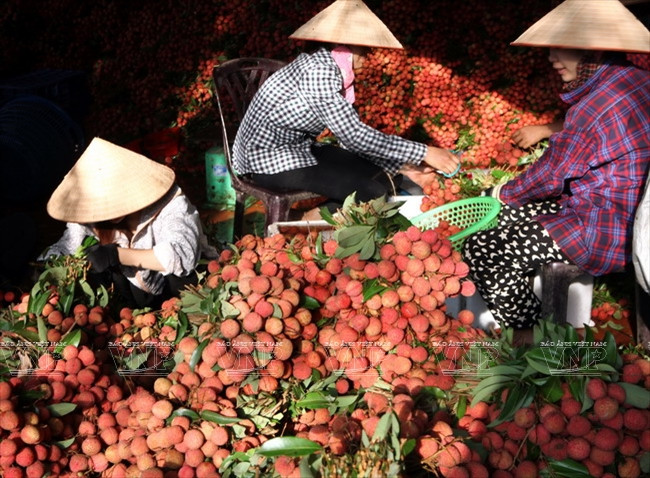 Los agricultores de Luc Ngan clasifican lichis para la exportación (Fuente: VNA)
