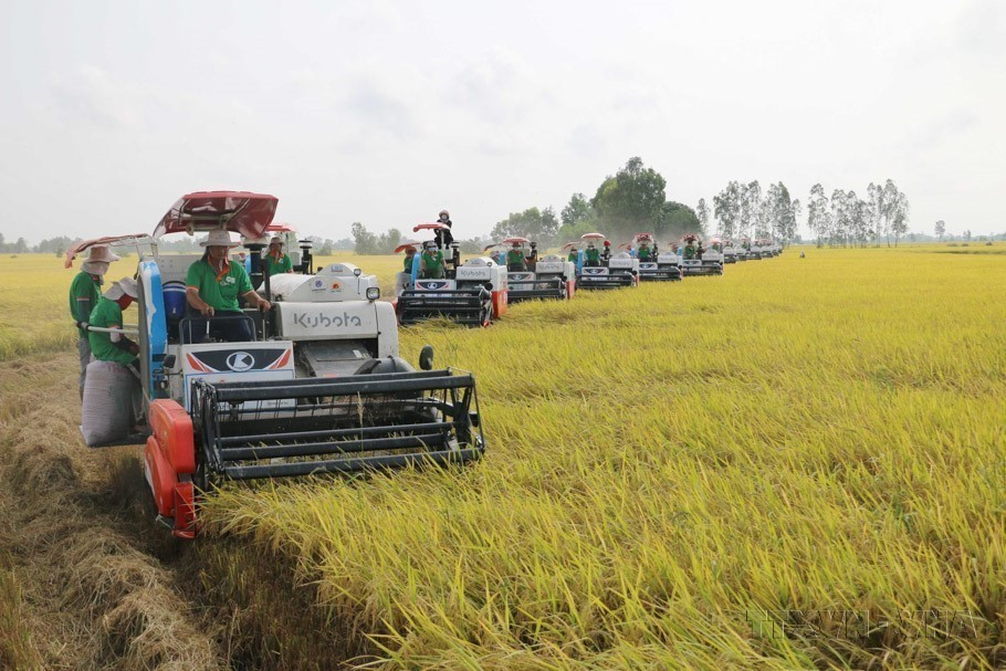 Desde la Renovación en 1986 hasta ahora, la producción de arroz de Vietnam se ha desarrollado rápidamente, tanto en cantidad como en rendimiento (Foto: VNA)