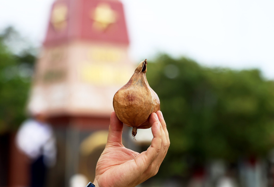 Fruto seco de bonete de clérigo, un regalo especial de Truong Sa. (Foto: VNA)